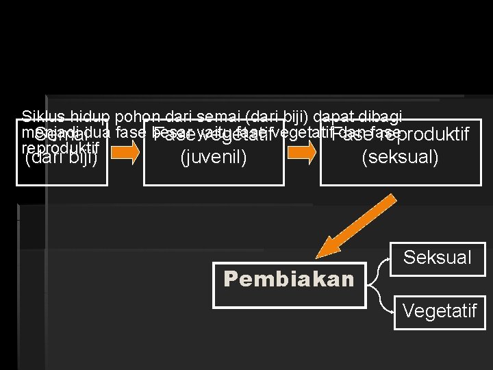 Siklus hidup pohon dari semai (dari biji) dapat dibagi menjadi fase vegetatif. Fase dan