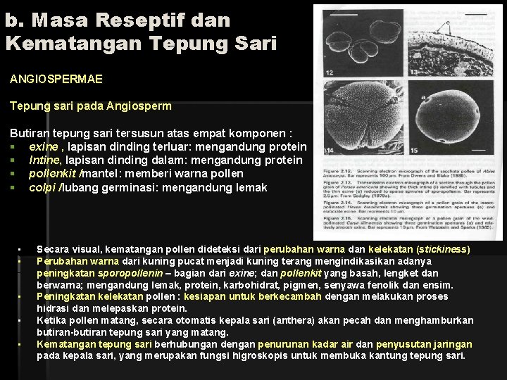 b. Masa Reseptif dan Kematangan Tepung Sari ANGIOSPERMAE Tepung sari pada Angiosperm Butiran tepung