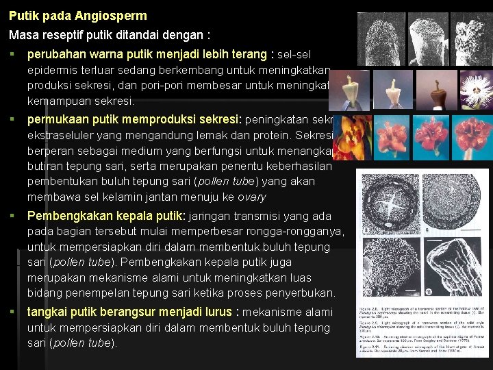 Putik pada Angiosperm Masa reseptif putik ditandai dengan : § perubahan warna putik menjadi