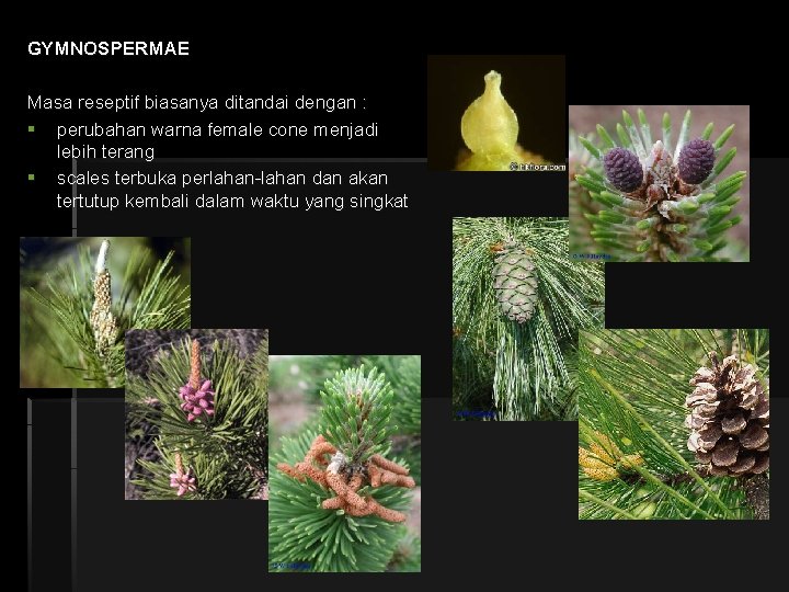 GYMNOSPERMAE Masa reseptif biasanya ditandai dengan : § perubahan warna female cone menjadi lebih