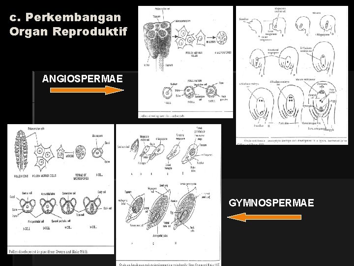 c. Perkembangan Organ Reproduktif ANGIOSPERMAE GYMNOSPERMAE 