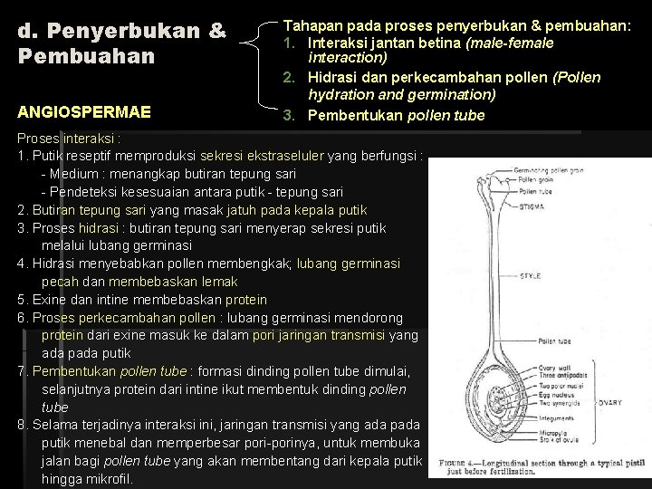 d. Penyerbukan & Pembuahan ANGIOSPERMAE Tahapan pada proses penyerbukan & pembuahan: 1. Interaksi jantan