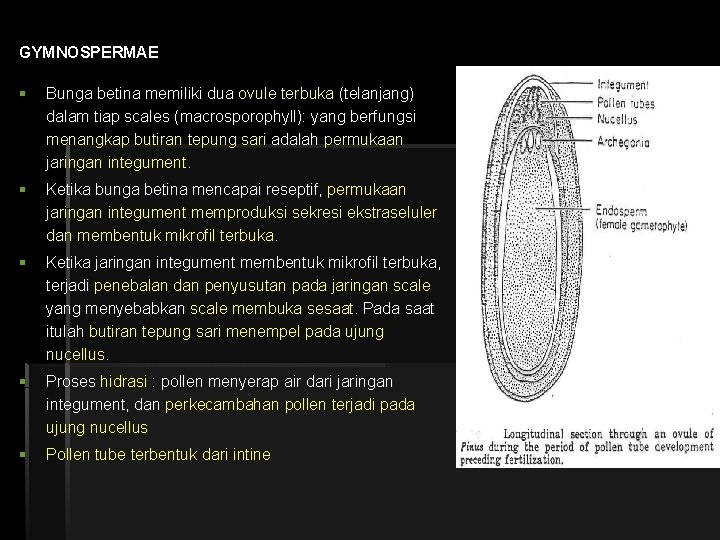 GYMNOSPERMAE § Bunga betina memiliki dua ovule terbuka (telanjang) dalam tiap scales (macrosporophyll): yang