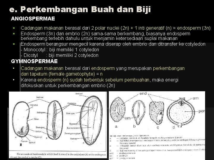 e. Perkembangan Buah dan Biji ANGIOSPERMAE § § § Cadangan makanan berasal dari 2