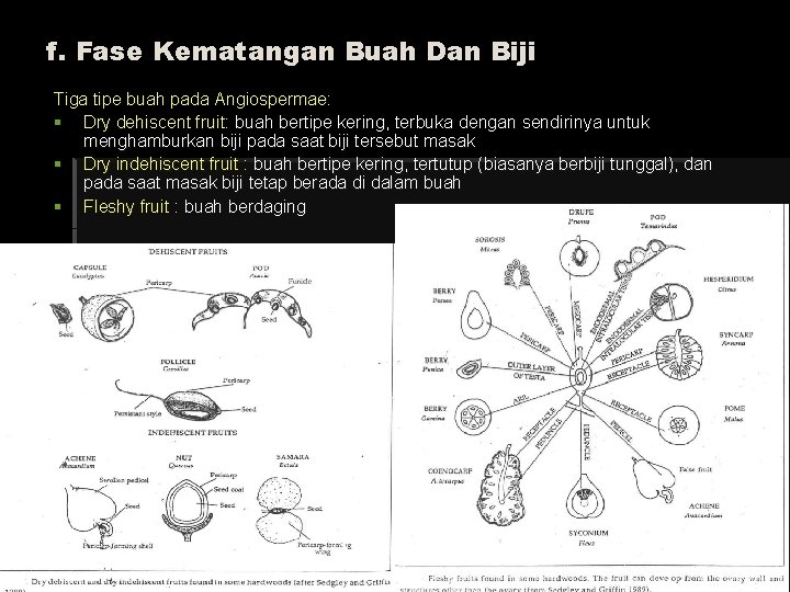 f. Fase Kematangan Buah Dan Biji Tiga tipe buah pada Angiospermae: § Dry dehiscent