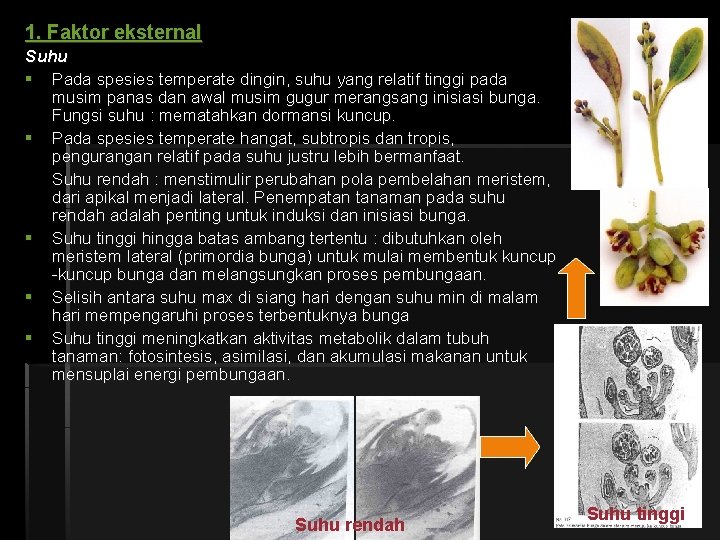 1. Faktor eksternal Suhu § Pada spesies temperate dingin, suhu yang relatif tinggi pada