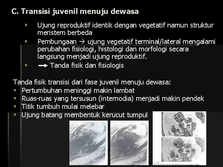 C. Transisi juvenil menuju dewasa § § § Ujung reproduktif identik dengan vegetatif namun