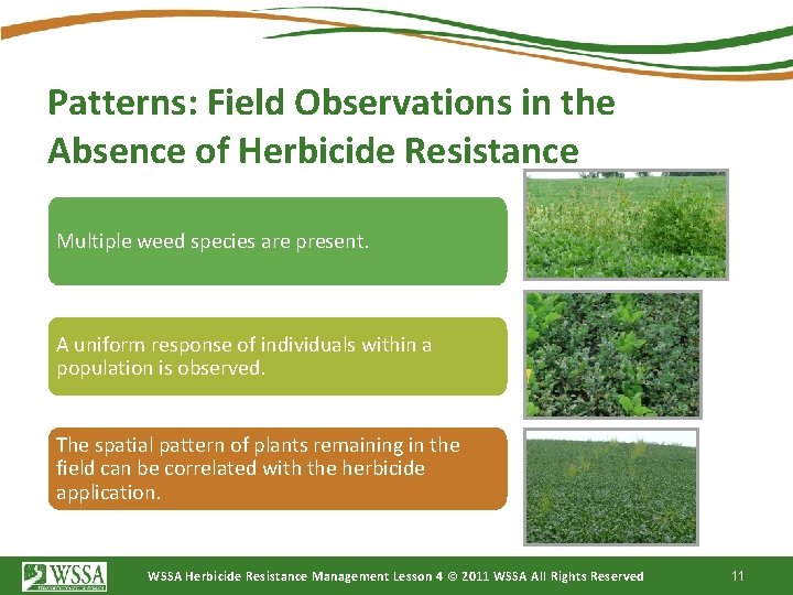 Patterns: Field Observations in the Absence of Herbicide Resistance Multiple weed species are present.