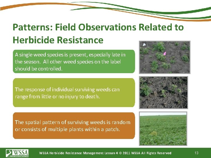 Patterns: Field Observations Related to Herbicide Resistance A single weed species is present, especially