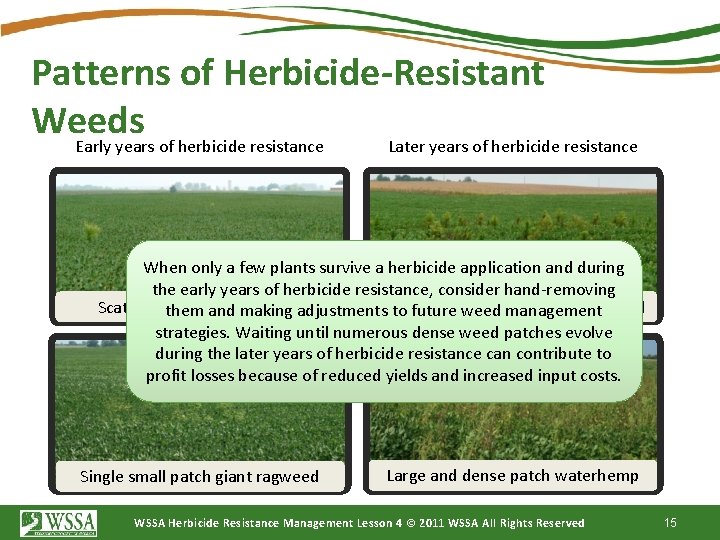 Patterns of Herbicide-Resistant Weeds Early years of herbicide resistance Later years of herbicide resistance