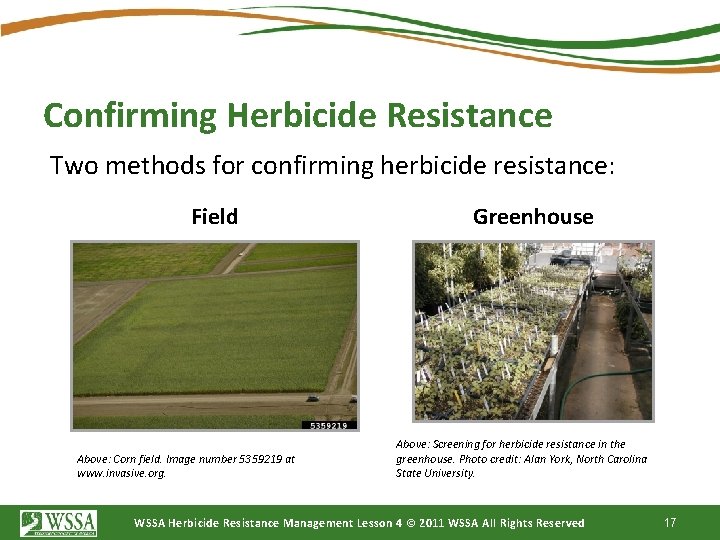 Confirming Herbicide Resistance Two methods for confirming herbicide resistance: Field Above: Corn field. Image