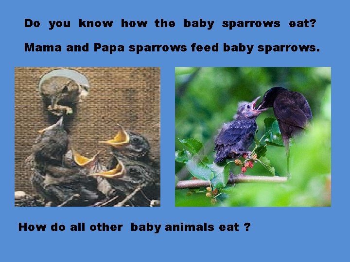 Do you know how the baby sparrows eat? Mama and Papa sparrows feed baby