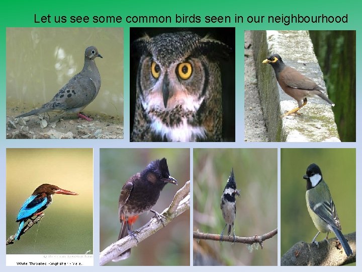 Let us see some common birds seen in our neighbourhood 