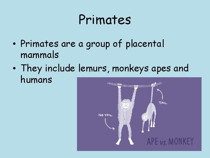 Primates • Primates are a group of placental mammals • They include lemurs, monkeys