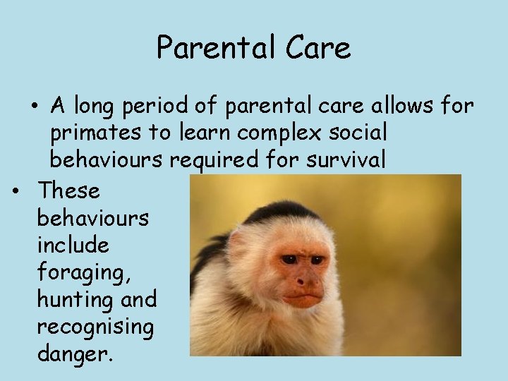 Parental Care • A long period of parental care allows for primates to learn