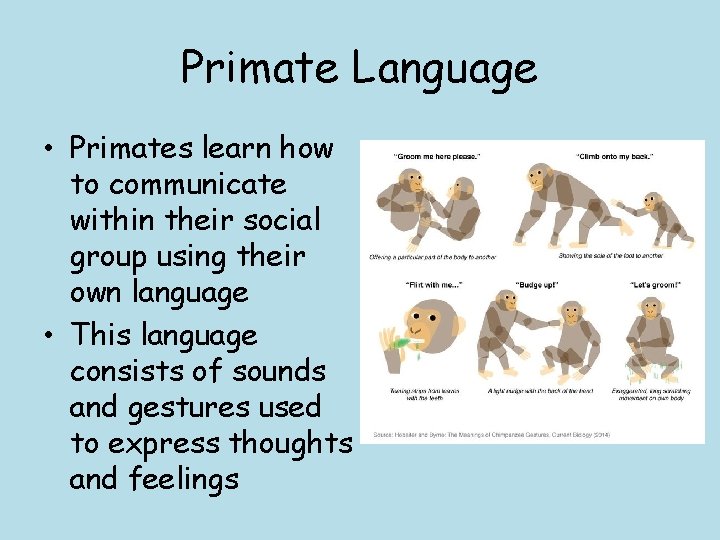 Primate Language • Primates learn how to communicate within their social group using their