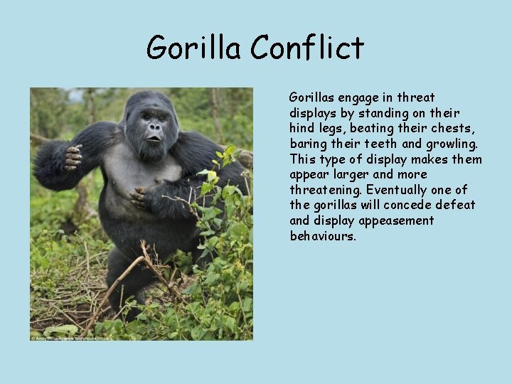 Gorilla Conflict Gorillas engage in threat displays by standing on their hind legs, beating