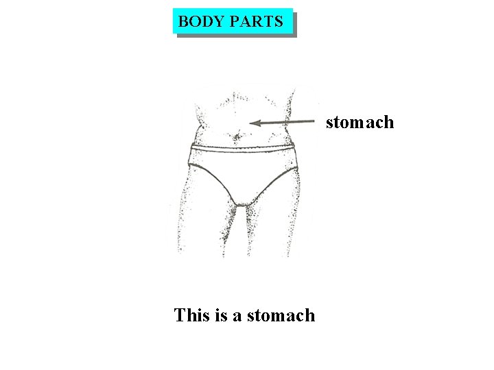 BODY PARTS stomach This is a stomach 
