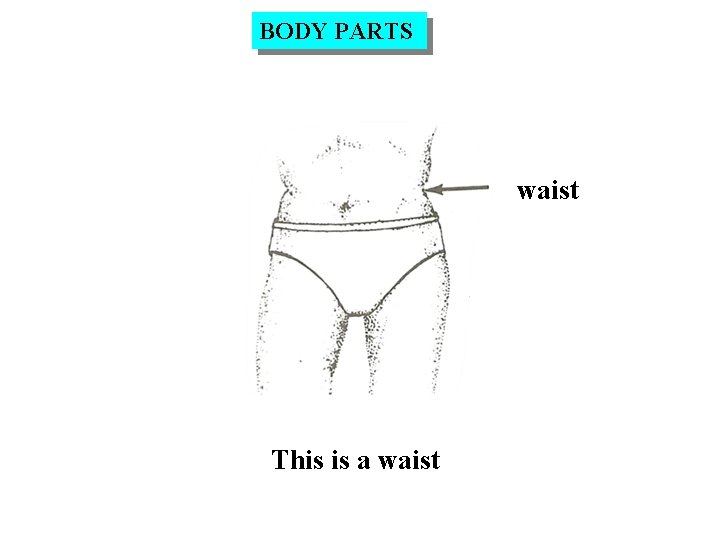 BODY PARTS waist This is a waist 
