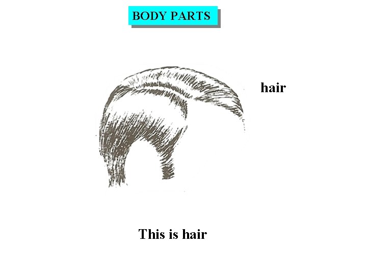 BODY PARTS hair This is hair 