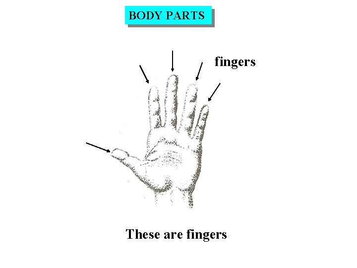 BODY PARTS fingers These are fingers 