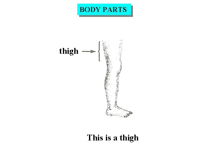 BODY PARTS thigh This is a thigh 