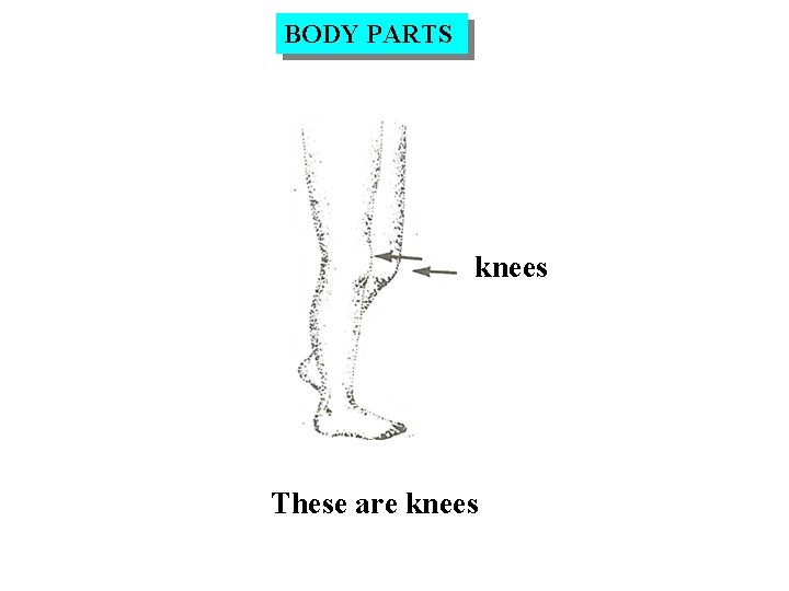 BODY PARTS knees These are knees 
