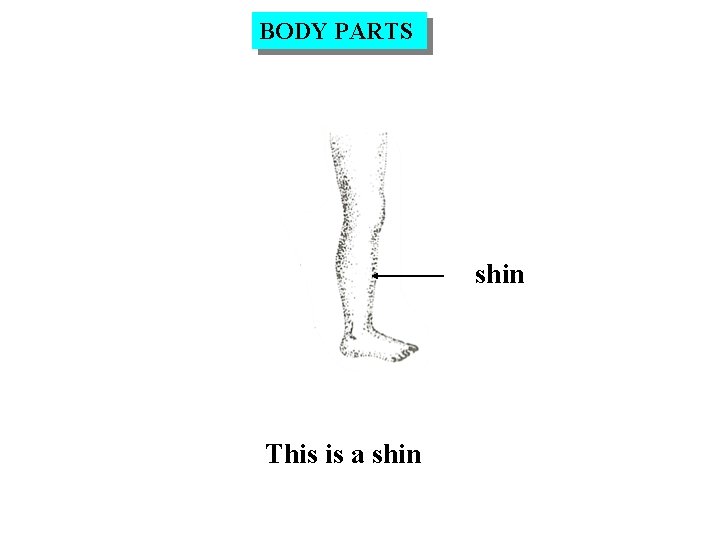 BODY PARTS shin This is a shin 