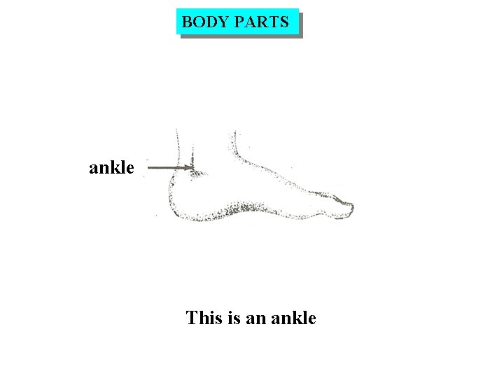 BODY PARTS ankle This is an ankle 