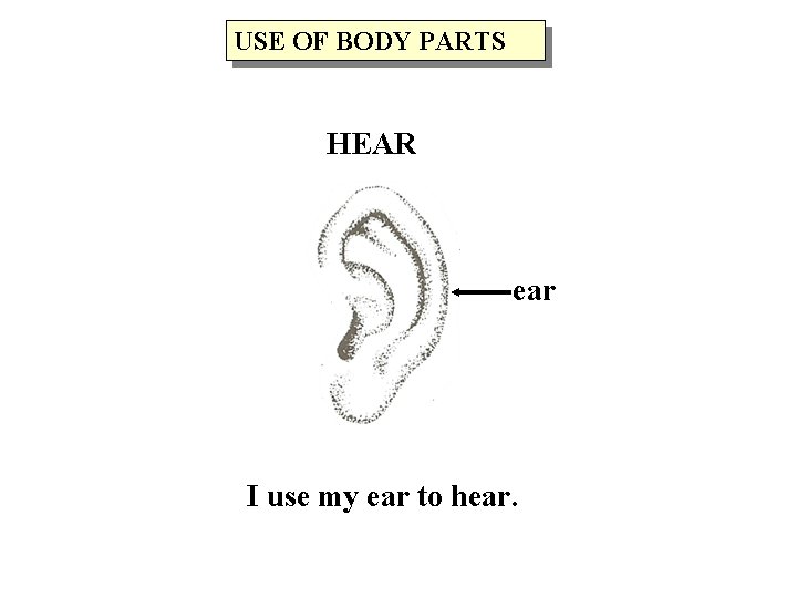 USE OF BODY PARTS HEAR ear I use my ear to hear. 