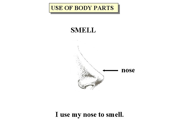 USE OF BODY PARTS SMELL nose I use my nose to smell. 