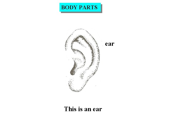 BODY PARTS ear This is an ear 