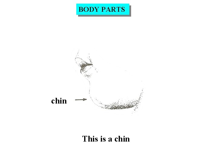 BODY PARTS chin This is a chin 