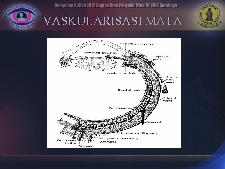 VASKULARISASI MATA 