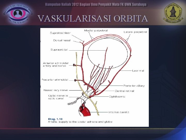 VASKULARISASI ORBITA 