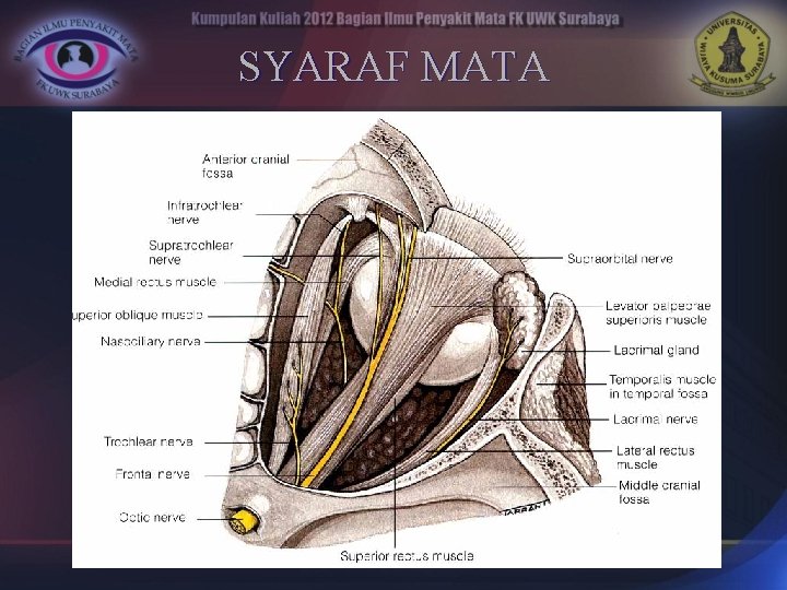 SYARAF MATA 