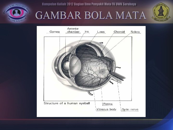 GAMBAR BOLA MATA 