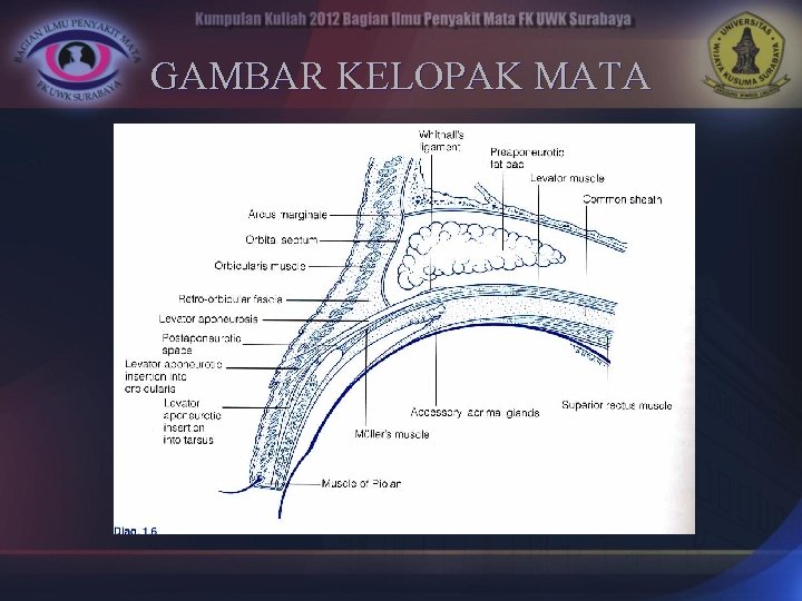 GAMBAR KELOPAK MATA 