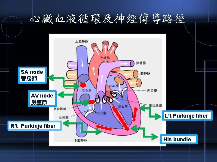 心臟血液循環及神經傳導路徑 SA node 竇房節 AV node 房室節 L’t Purkinje fiber R’t Purkinje fiber His