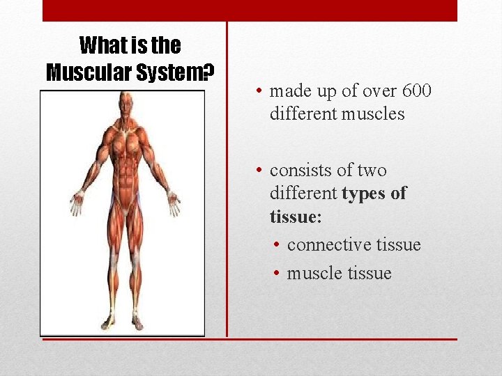 What is the Muscular System? • made up of over 600 different muscles •