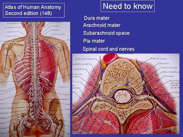 Atlas of Human Anatomy Second edition (148) Need to know Dura mater Arachnoid mater