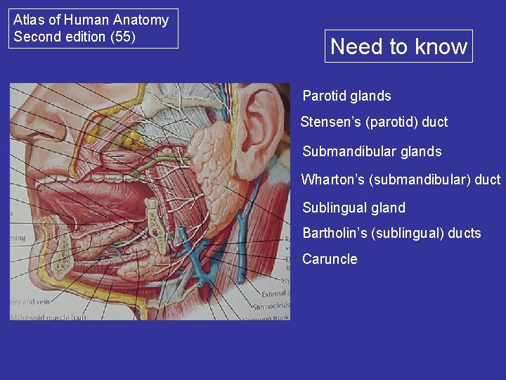 Atlas of Human Anatomy Second edition (55) Need to know Parotid glands Stensen’s (parotid)