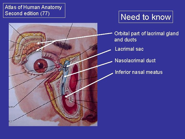 Atlas of Human Anatomy Second edition (77) Need to know Orbital part of lacrimal