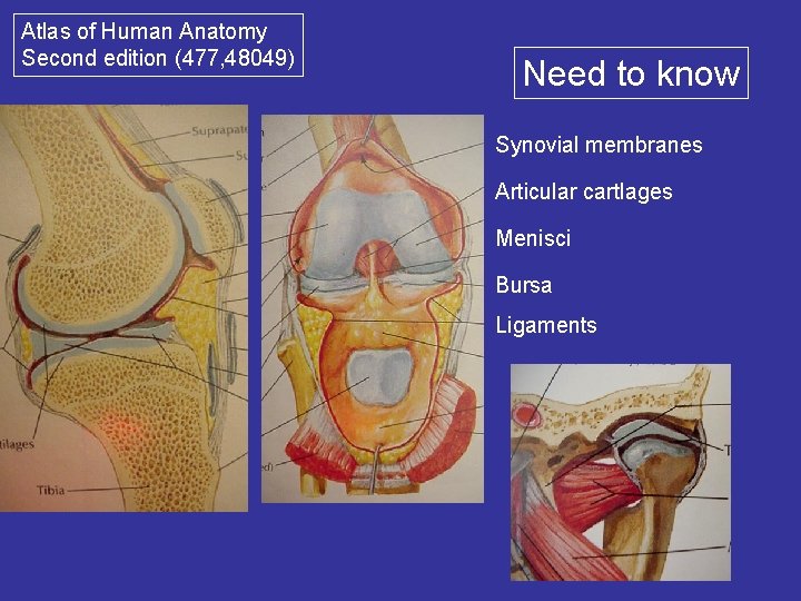 Atlas of Human Anatomy Second edition (477, 48049) Need to know Synovial membranes Articular