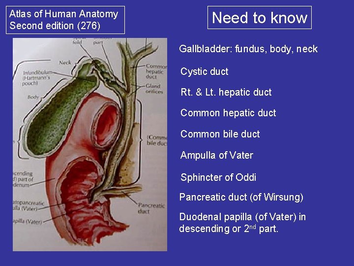 Atlas of Human Anatomy Second edition (276) Need to know Gallbladder: fundus, body, neck
