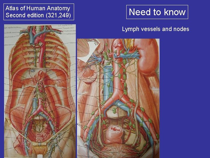 Atlas of Human Anatomy Second edition (321, 249) Need to know Lymph vessels and