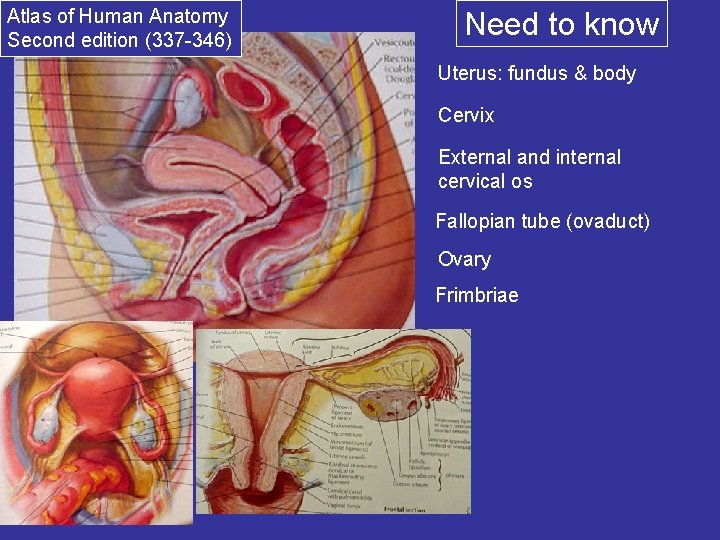 Atlas of Human Anatomy Second edition (337 -346) Need to know Uterus: fundus &