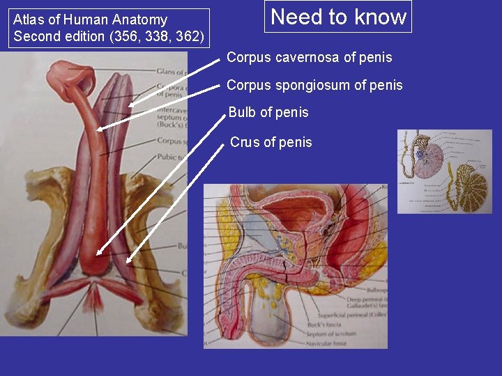 Atlas of Human Anatomy Second edition (356, 338, 362) Need to know Corpus cavernosa