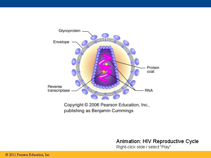 Animation: HIV Reproductive Cycle Right-click slide / select “Play” © 2011 Pearson Education, Inc.