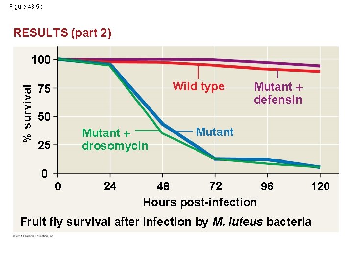 Figure 43. 5 b RESULTS (part 2) % survival 100 Wild type 75 Mutant